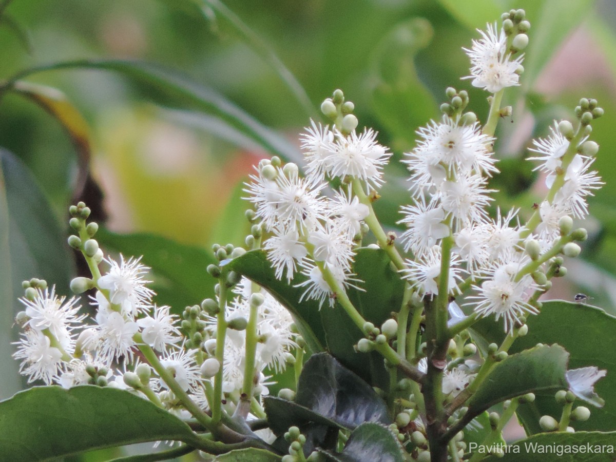 Symplocos acuminata (Blume) Miq.